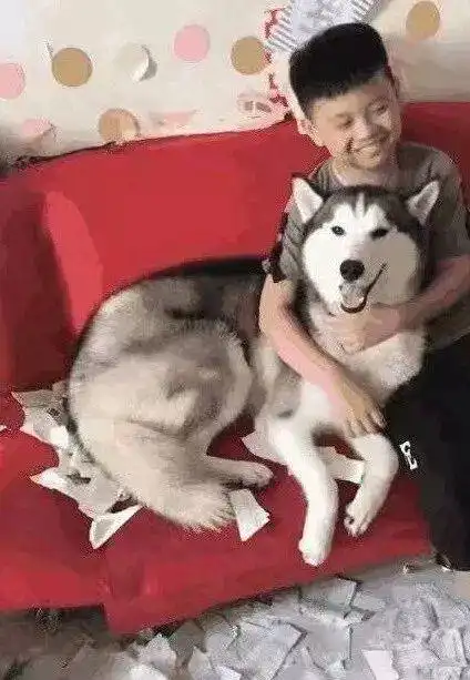 开学了熊孩子的作业却被哈士奇撕了,小孩悲痛欲绝