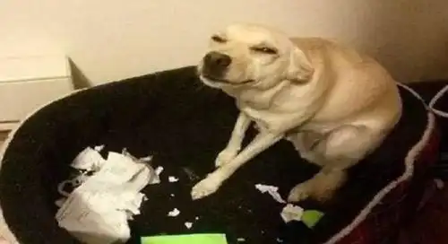狗狗犯错要教训,教你6个方法,乖乖让狗狗听话