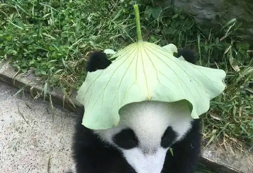 测试一个超长简介的文章