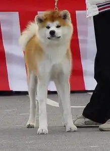 秋田犬和哈士奇哪个好玩啊