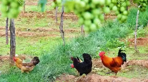 非笼养鸡蛋发布首个团体标准