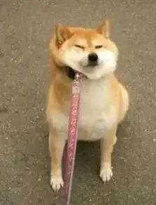 千万别把秋田当柴犬好吗愚蠢的铲屎官们