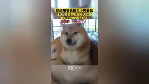 网络知名表情包小狗去世,主人它曾带给很多人欢乐,现在它的使命完成了,谢谢你,cheems