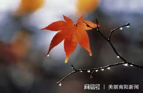 秋风秋雨来临一场秋雨一场凉