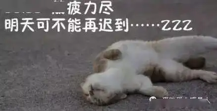 上班的第一天,喵星人的状态是这样的