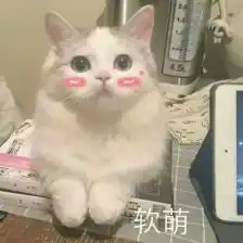 猫咪表情包,已完结堆糖,美好生活研究所超可爱猫咪表情包