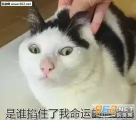 风好大我好冷表情包图片治不了等死吧告辞扁鹊三连表情包下载乐游网手机下载站