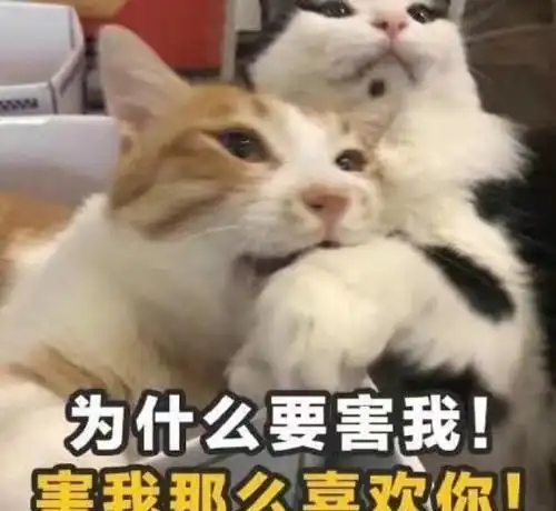 养猫前的幻想vs养猫后的事实,各位铲屎官中招了没