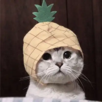 夏子衿萌宠头像