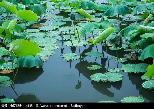 春天雨中荷塘荷叶水珠露珠安静水面倒影高清图片下载红动网