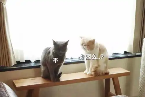 前方高萌预警一群困意十足的喵星人即将来袭