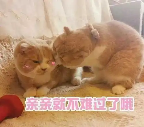 适合发动态的沙雕句子想喝奶茶想吃肉,想不运动想变瘦