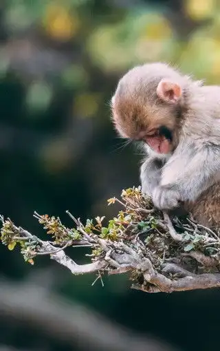 可爱的小猴子图片壁纸3图片高清背景图zol手机壁纸