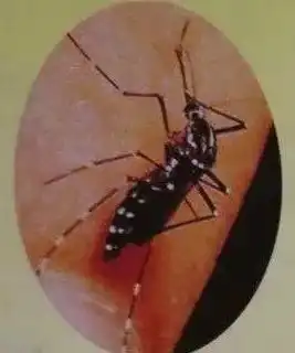 预防登革热,慎防蚊虫叮