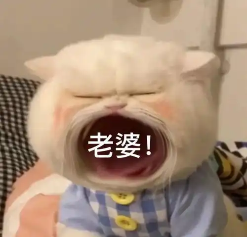 大嘴猫表情包要生活费专用