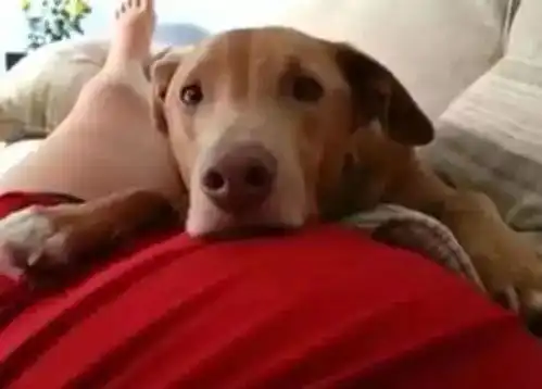 狗狗被怀孕妈妈的胎动踢了一脚,表情亮了,一脸懵逼