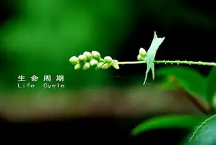 产品生命周期管理输出拉新活跃营收留存回流