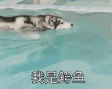 gif搞笑趣图因为母系社会的时候