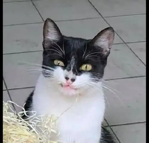 网友切开了西瓜,猫咪盯着看还露出神秘表情,猫不分我一块吗