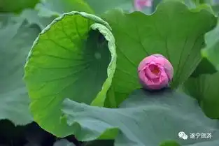 惊艳雨荷l密集的雨点敲打着荷叶,奏出悦耳动听的音阶