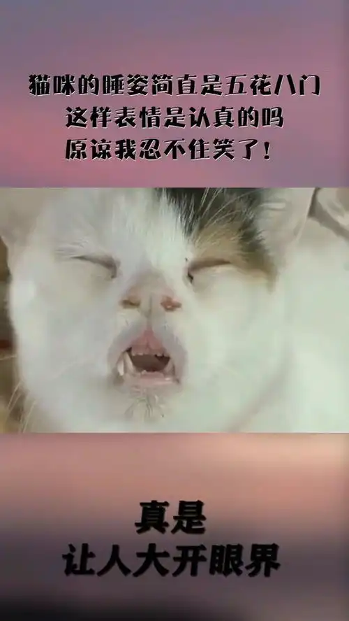 猫咪的睡姿简直是五花八门,这样表情是认真的吗,原谅我忍不住笑了