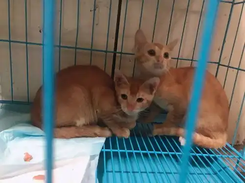 深圳南山区三个月可爱小橘猫免费领养可爱活泼健康...