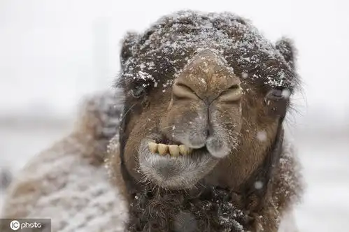 冻傻了雪天小动物的呆萌沙雕趣图
