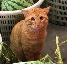 网友路过西瓜摊时,发现有一只橘猫在卖西瓜这小眼神太萌啦