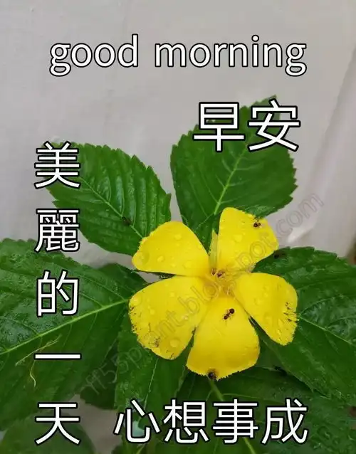 2021最新最漂亮早上好表情动态图片带字和鲜花,早上好问候祝福动态图片