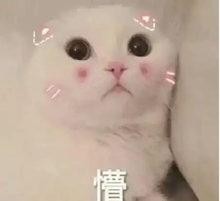 养猫后,谁还不是个精致的猪猪女孩