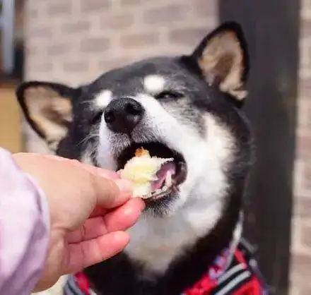 柴犬吃了一口面包,这一脸满足的表情,超级可爱