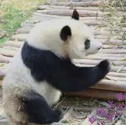 熊猫基地看熊猫