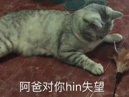 智障我见过表情最多的小猫咪了7.10