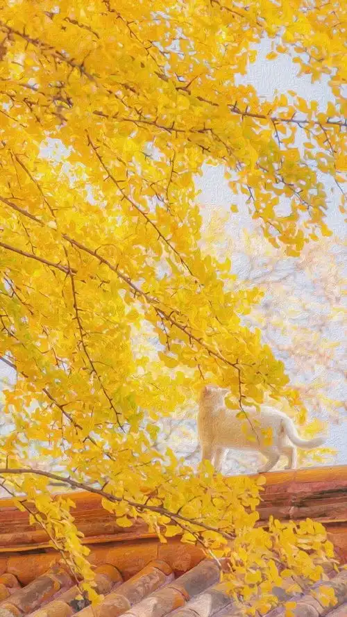 壁纸来康康清新壁纸呀