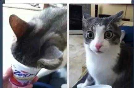 网友家里养了两只猫,它们每天都会用高傲的眼神看着主人