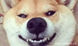 搞笑图片幽默段子笑话大姐,肥肉请远离我