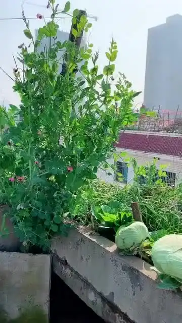 房顶成了婆婆的农场了,又是养鸡又是种菜的,不知道城管管不管