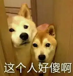 柴犬饲养指南治愈系柴犬也有让人头疼的一面不小心柴犬变柴猪