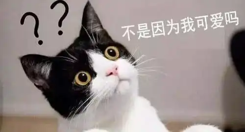 当猫咪和包包合体,助你化身百变魔女