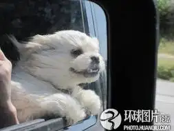 动物趣图搞笑总动员色情小象勾女生裙子科技频道
