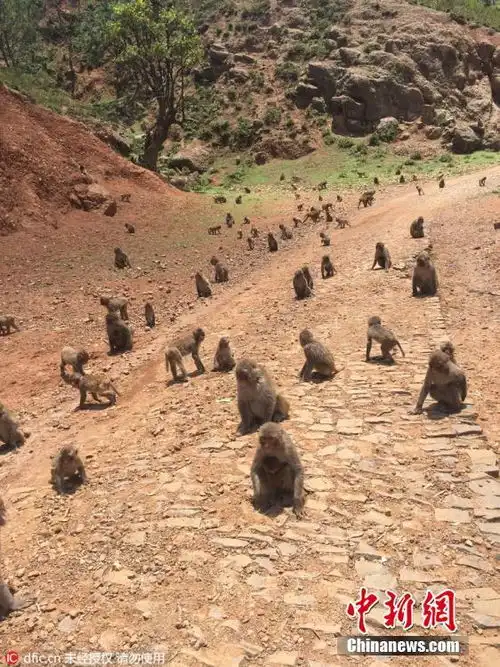 13年前引猴入村搞旅游如今600只猴占山为王