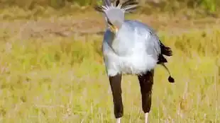 长相丑陋的生物秃猴