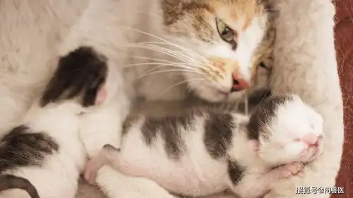 母猫生产后不理小猫怎么办