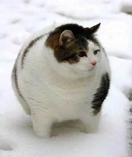 你知道吗猫咪肥胖,难道真是难逃大橘为重的魔咒