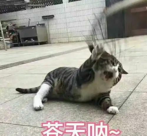 呆萌猫狗表情包,不来别后悔哦