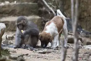 野猴入驻民宅讨食争霸和鸡狗打成一片组图