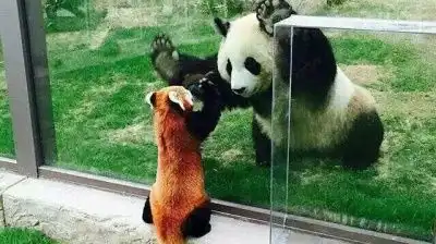 表情小熊猫科表情