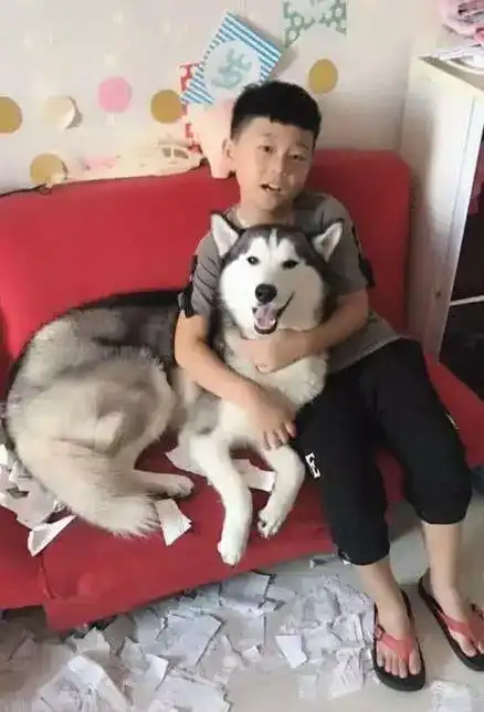 小学生笑着抱住撕碎自己假期作业的哈士奇,网友你可能笑早了