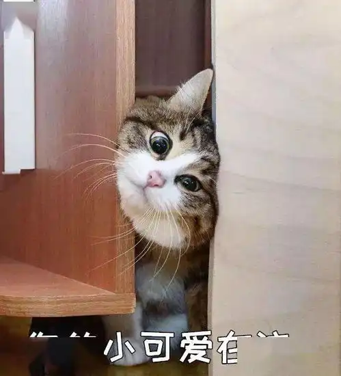 喵星人又不见了找了它一整天,结果它在家窝着呢