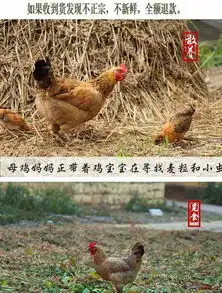山西运城山瓦窑放养基地散养老母鸡1只净重2斤左右儿时的味道无饲料添加,鸡肉味道鲜美顺丰冷链包邮
